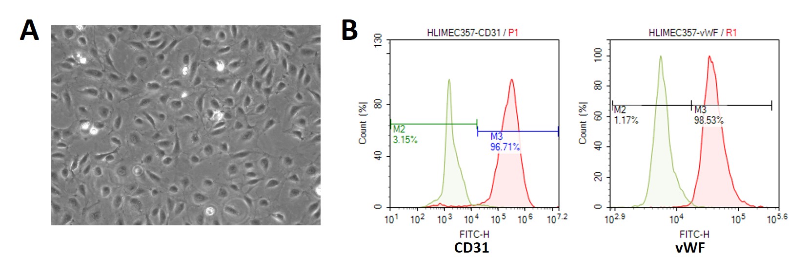 Human Large Intestine Microvascular Endothelial Cells (HLIMEC)