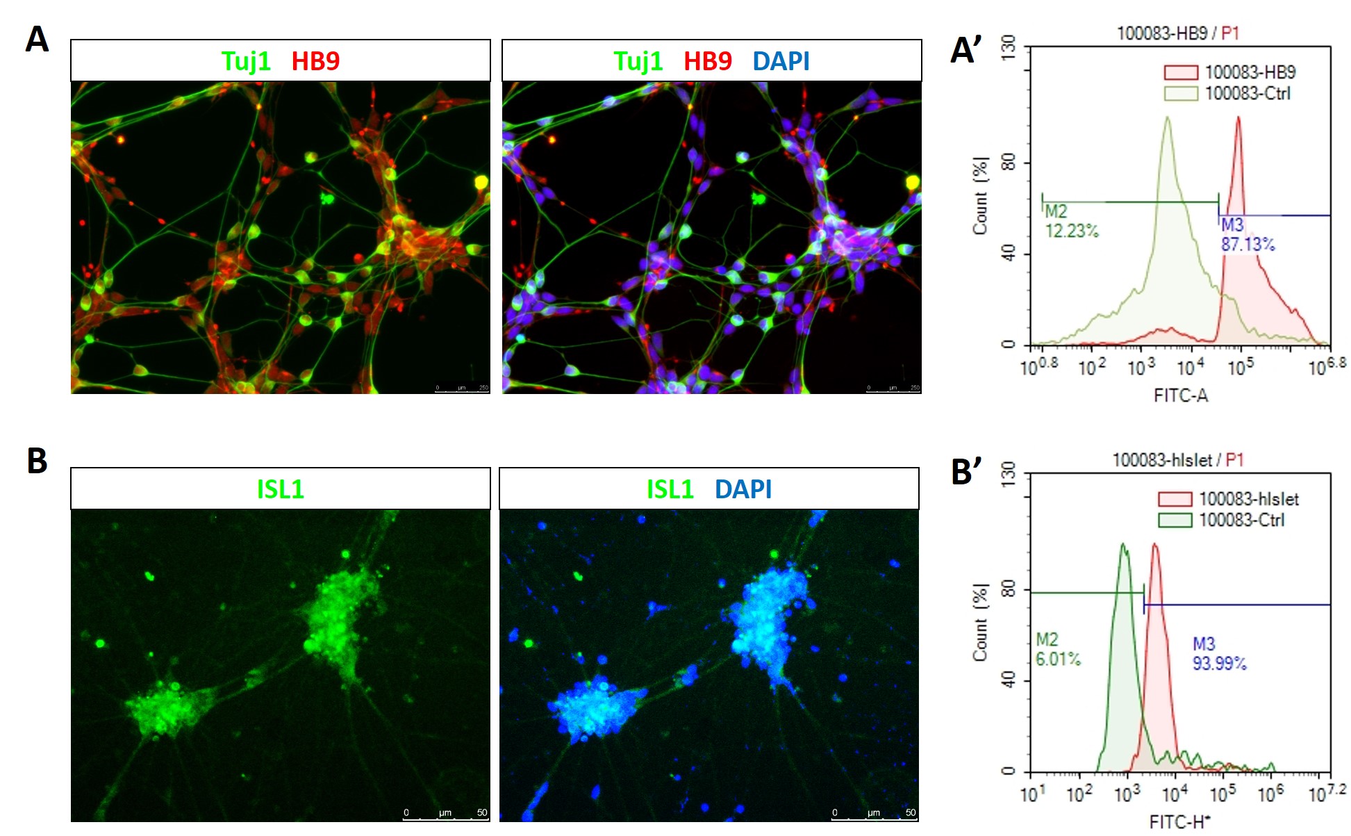 iPSC-derived motor neurons