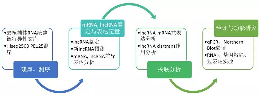 lncRNA SEQ svc image01