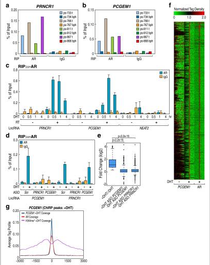 lncRNA SEQ svc image04