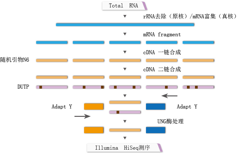 mRNA SEQ svc image02