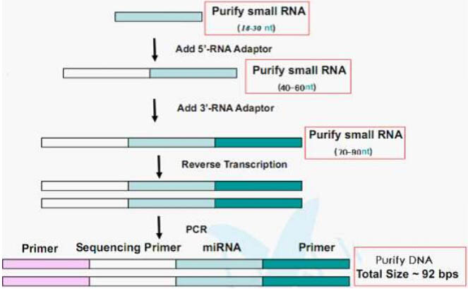 smallRNA SEQ svc image01