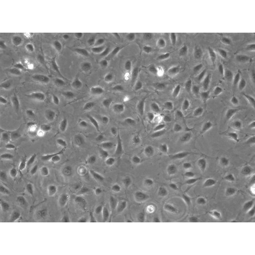 Human Large Intestine Microvascular Endothelial Cells (HLIMEC)